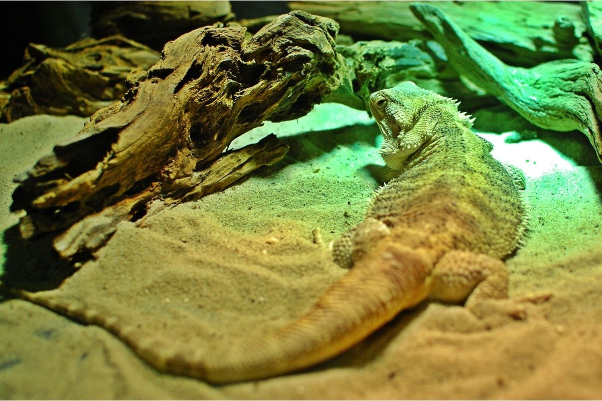 Bearded dragon on sand