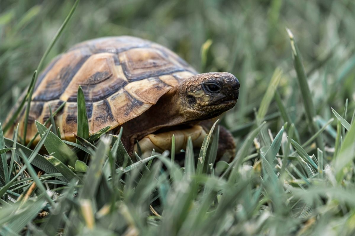 Tortoise on green grass