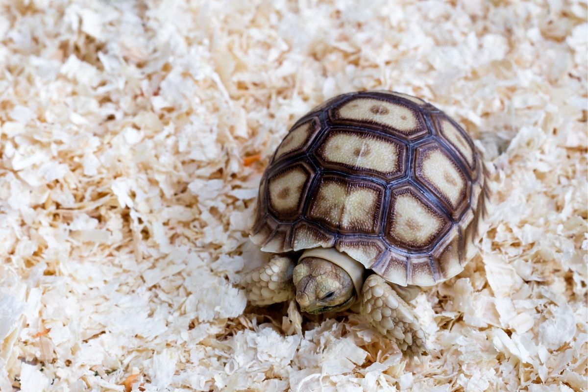 Tortoise playing in the enclosure