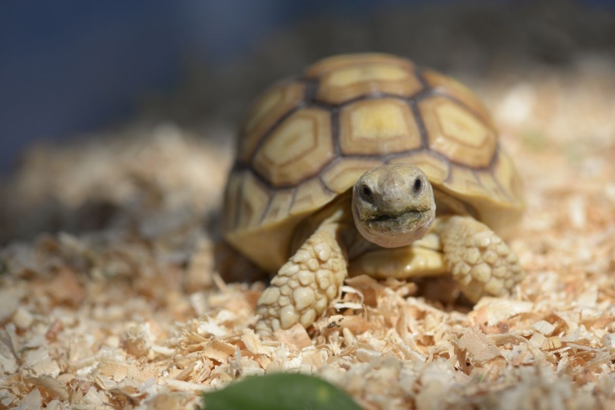 Tortoise playing in the house