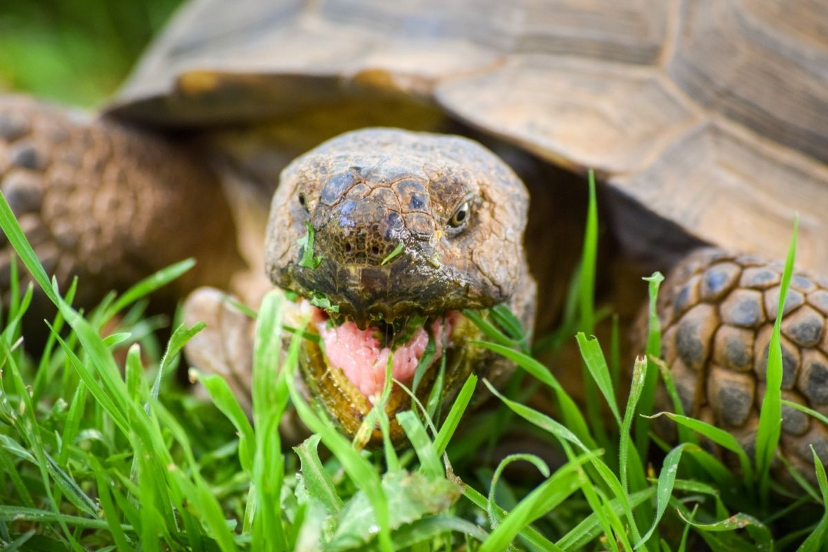 Tortoise biting grass