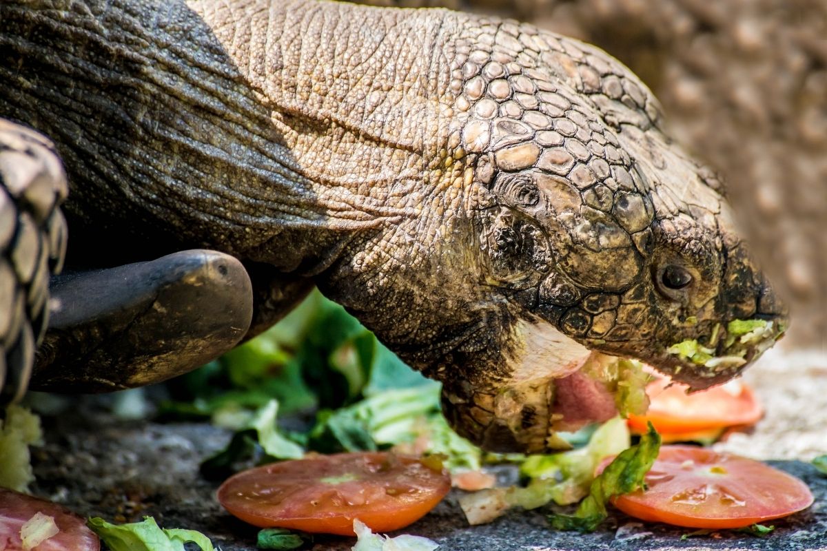 Tortoise eating tomatoes