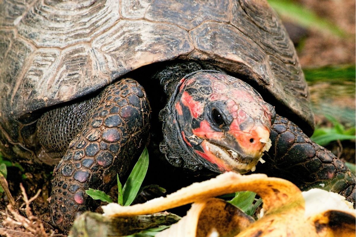 Tortoise eating banana