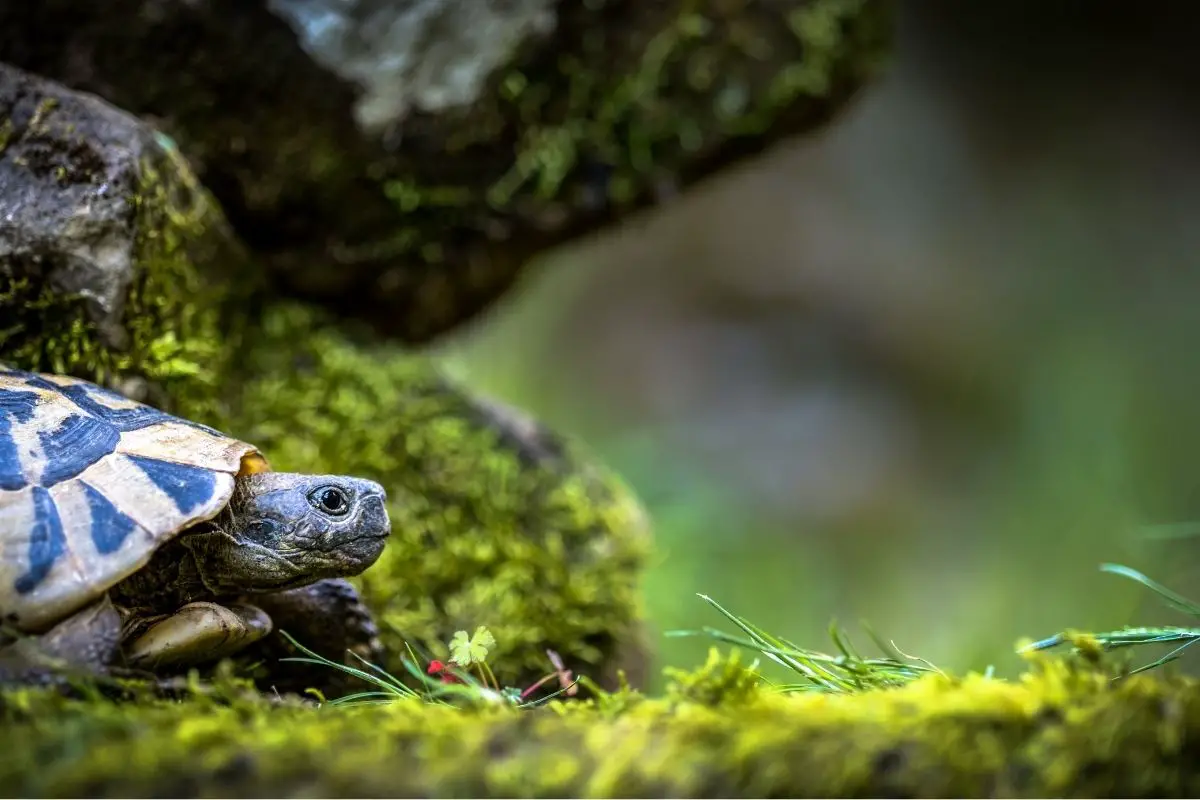 Turtle in forest