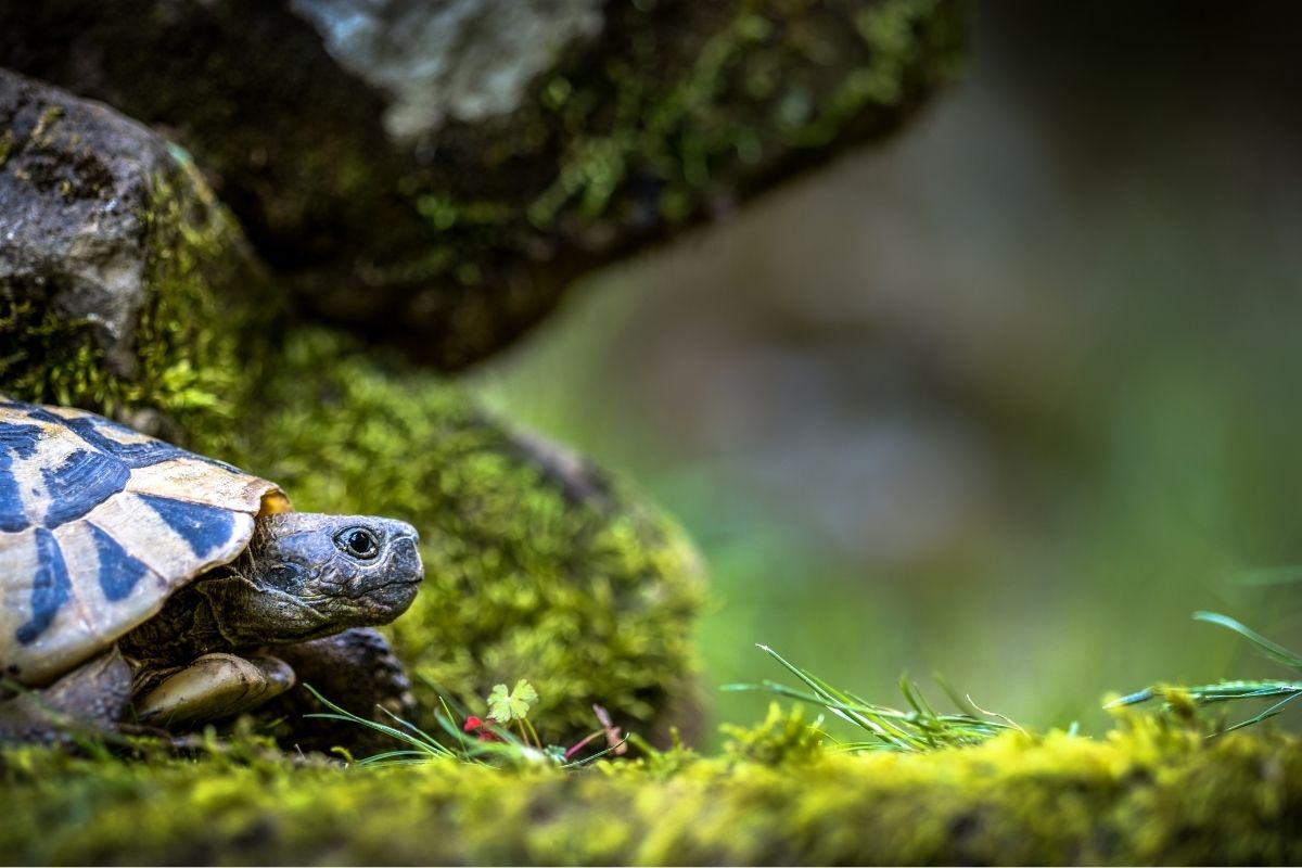 Turtle in forest