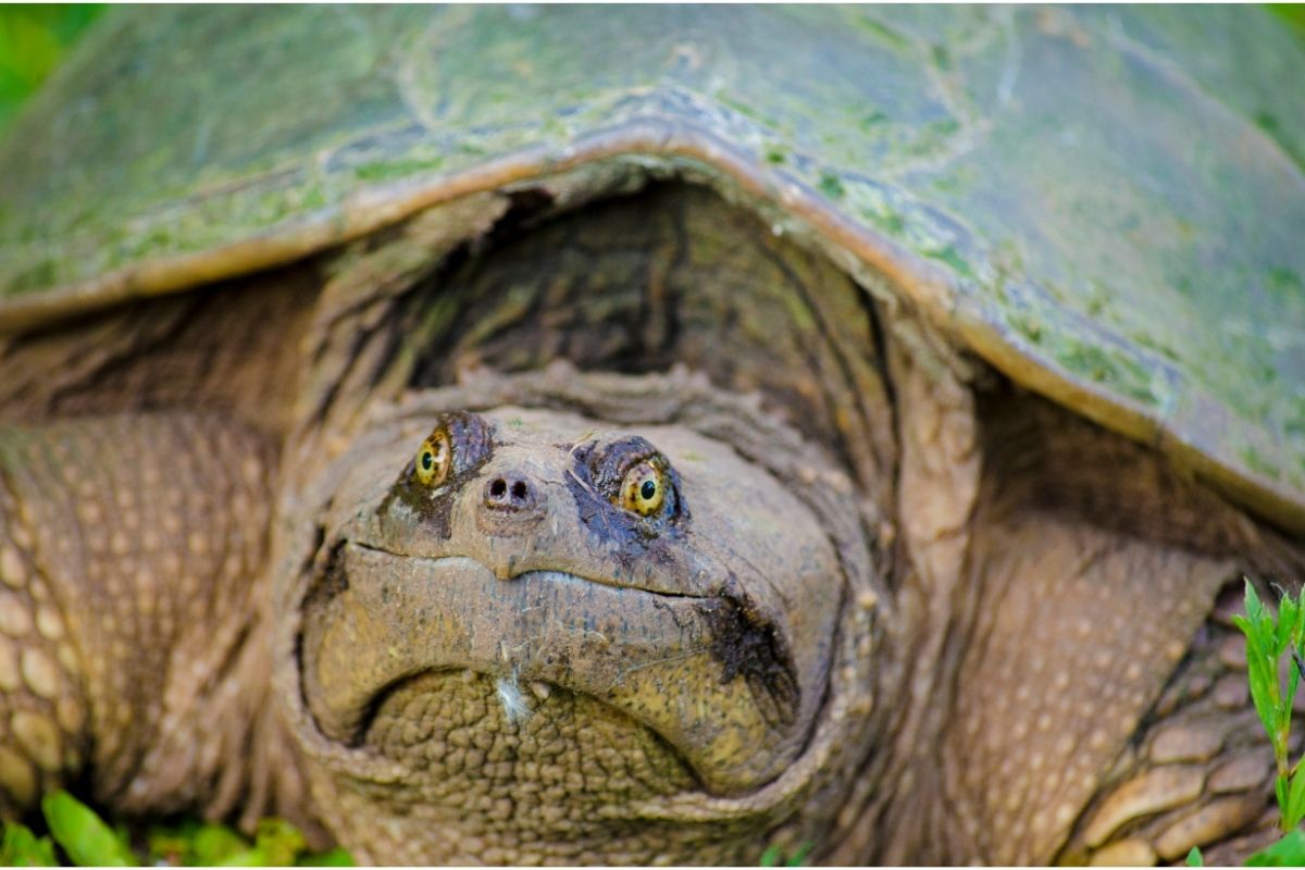 Turtle raising its head