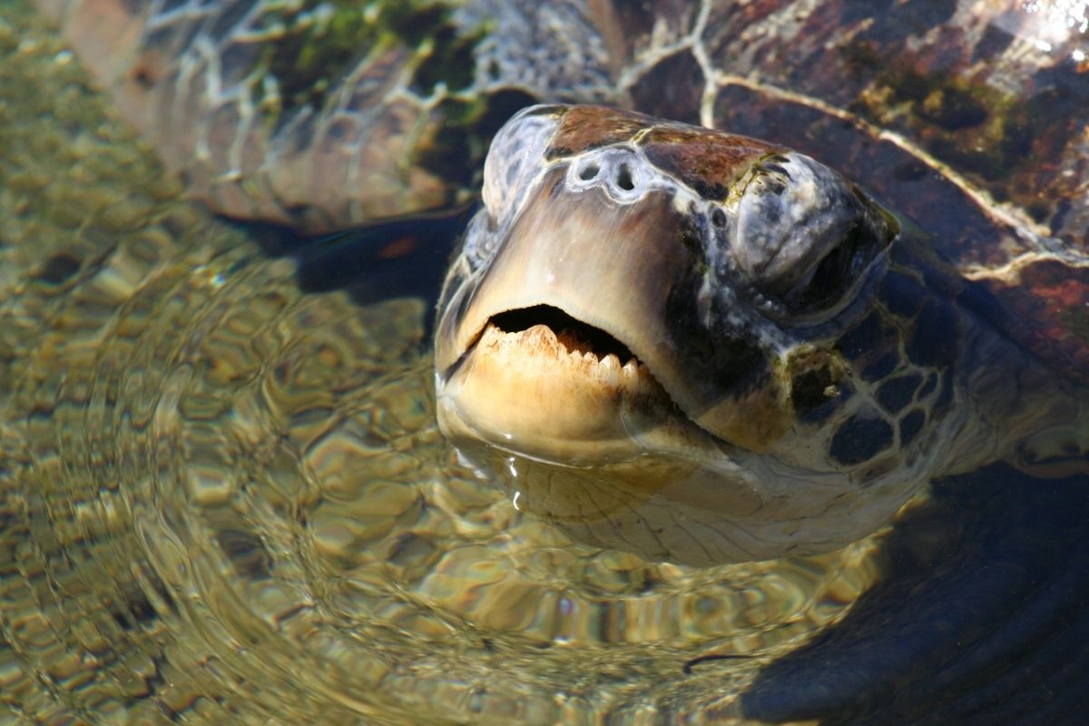 Turtle raising its head