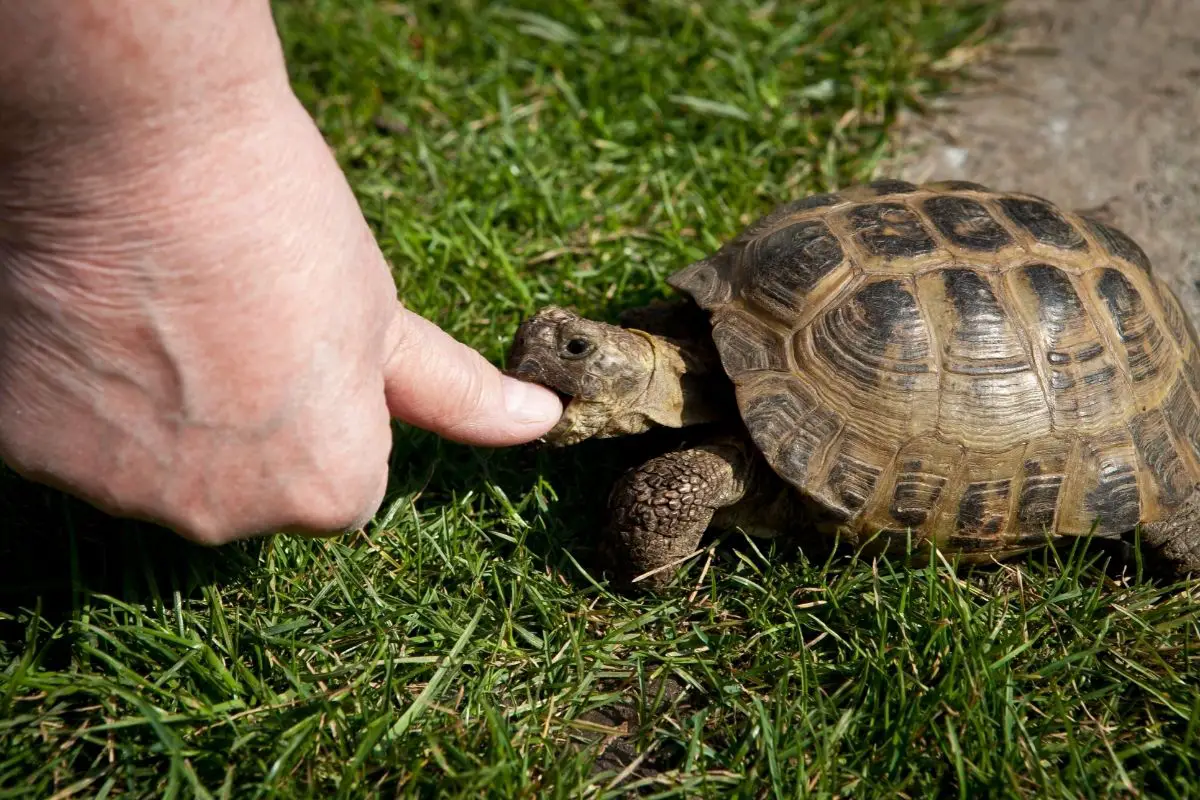 Turtle biting human thumb