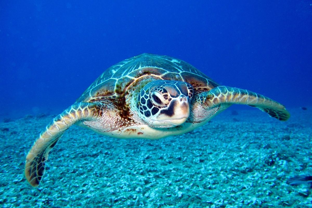 Turtle swimming in the sea