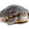 turtle sitting on a white background