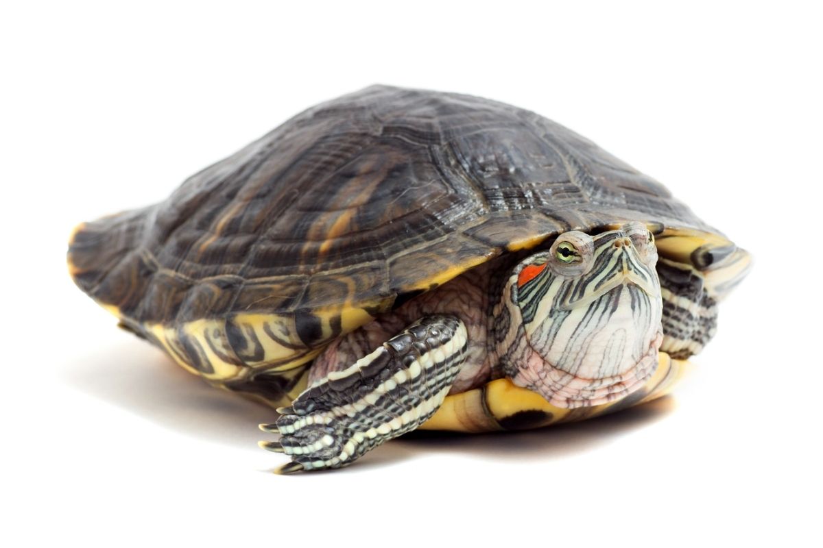 Turtle sitting on a white background