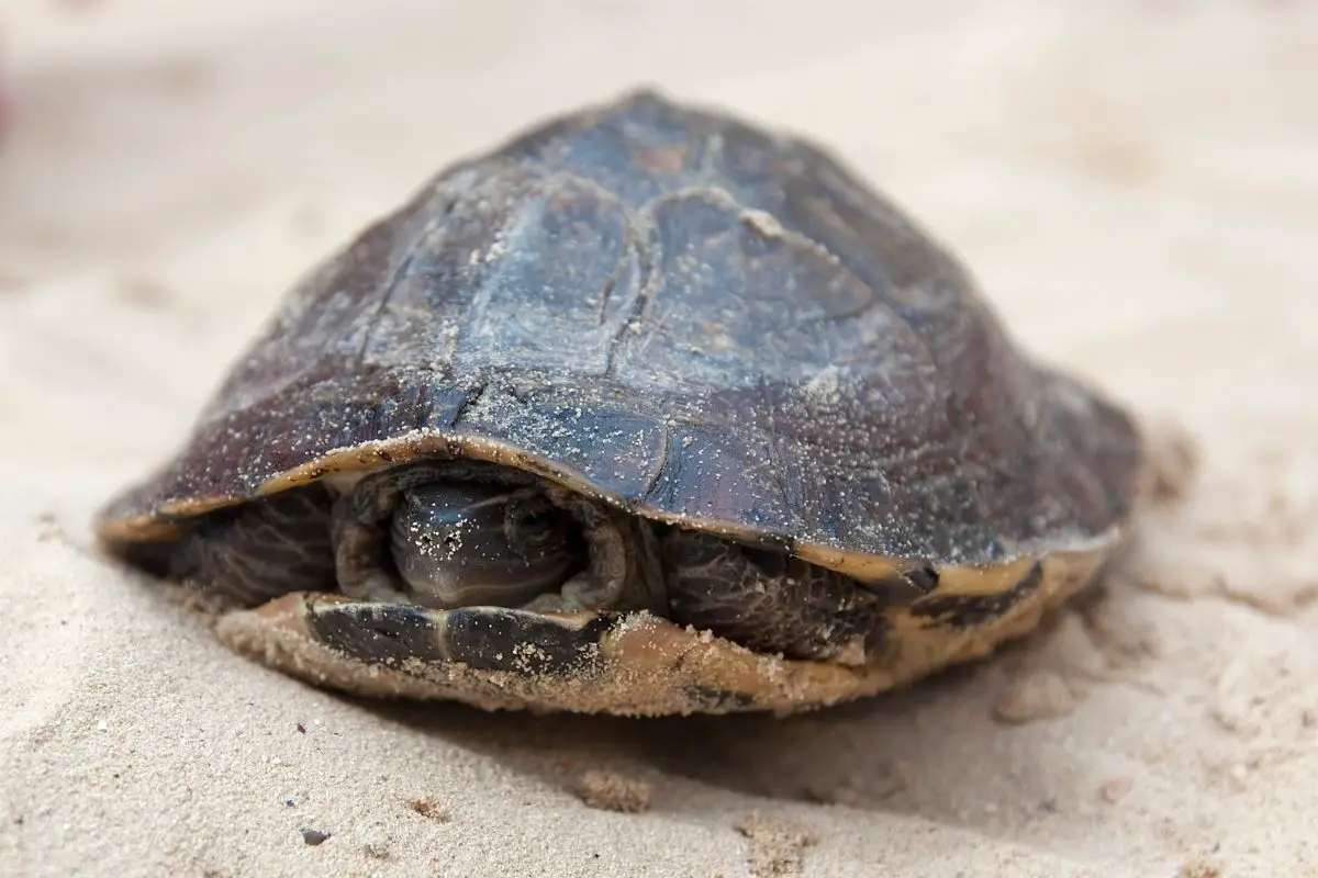 Pet turtle on sand