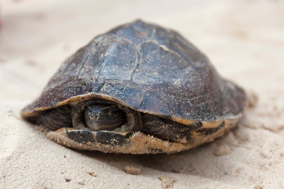 Pet turtle on sand