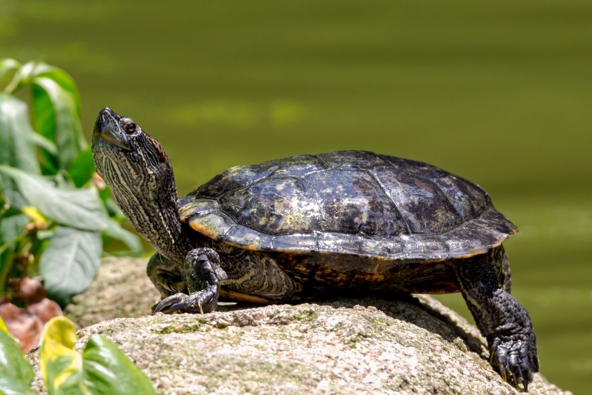 Turtle sunbathing on a rock