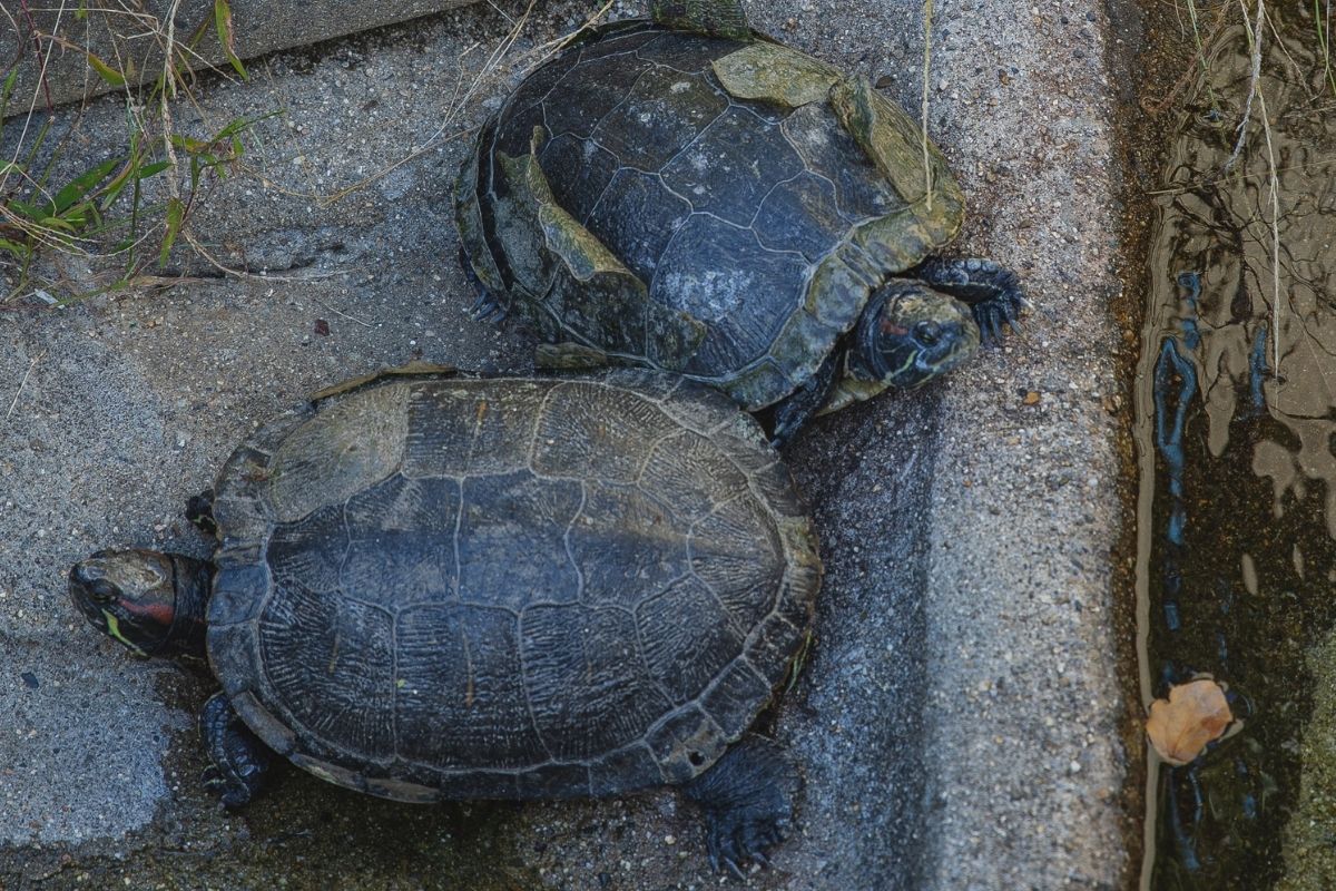 2 black turtles on concrete floor