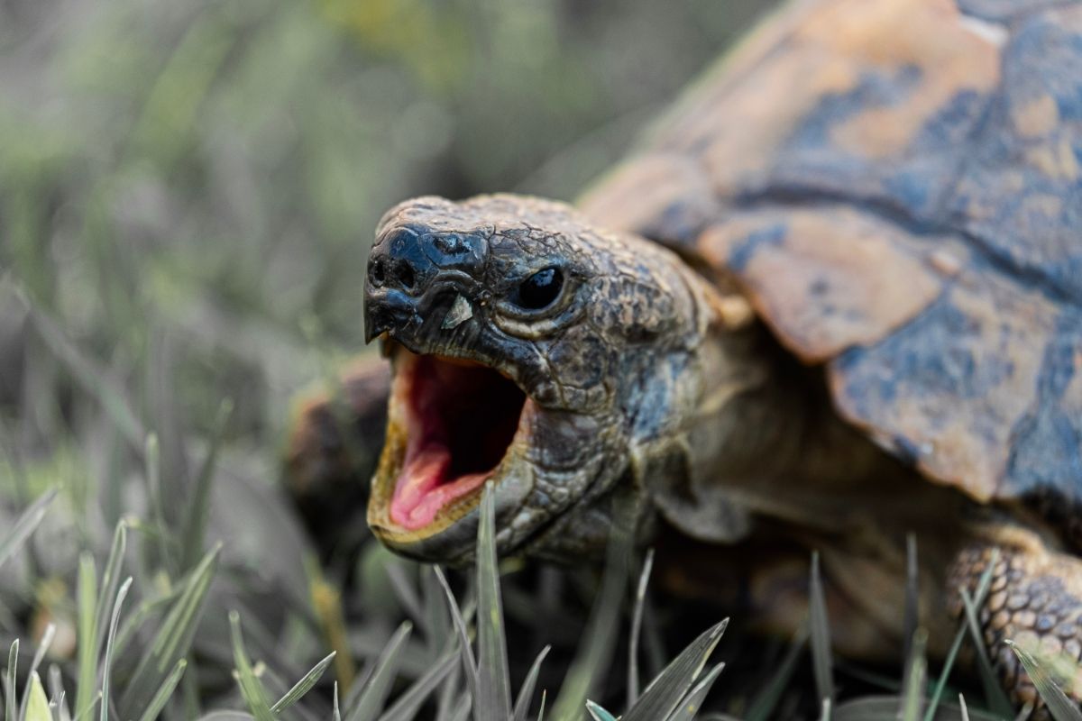 A turtle opening its mouth