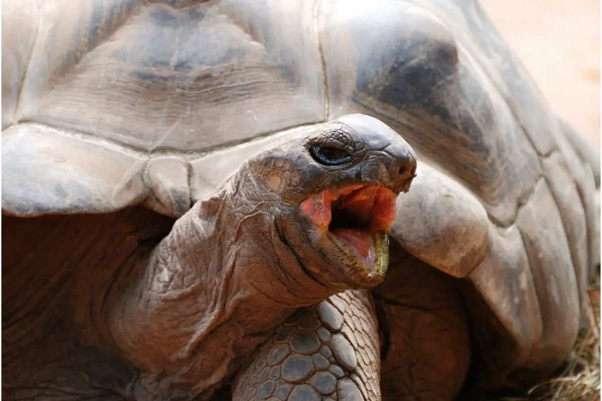 A turtle hissing