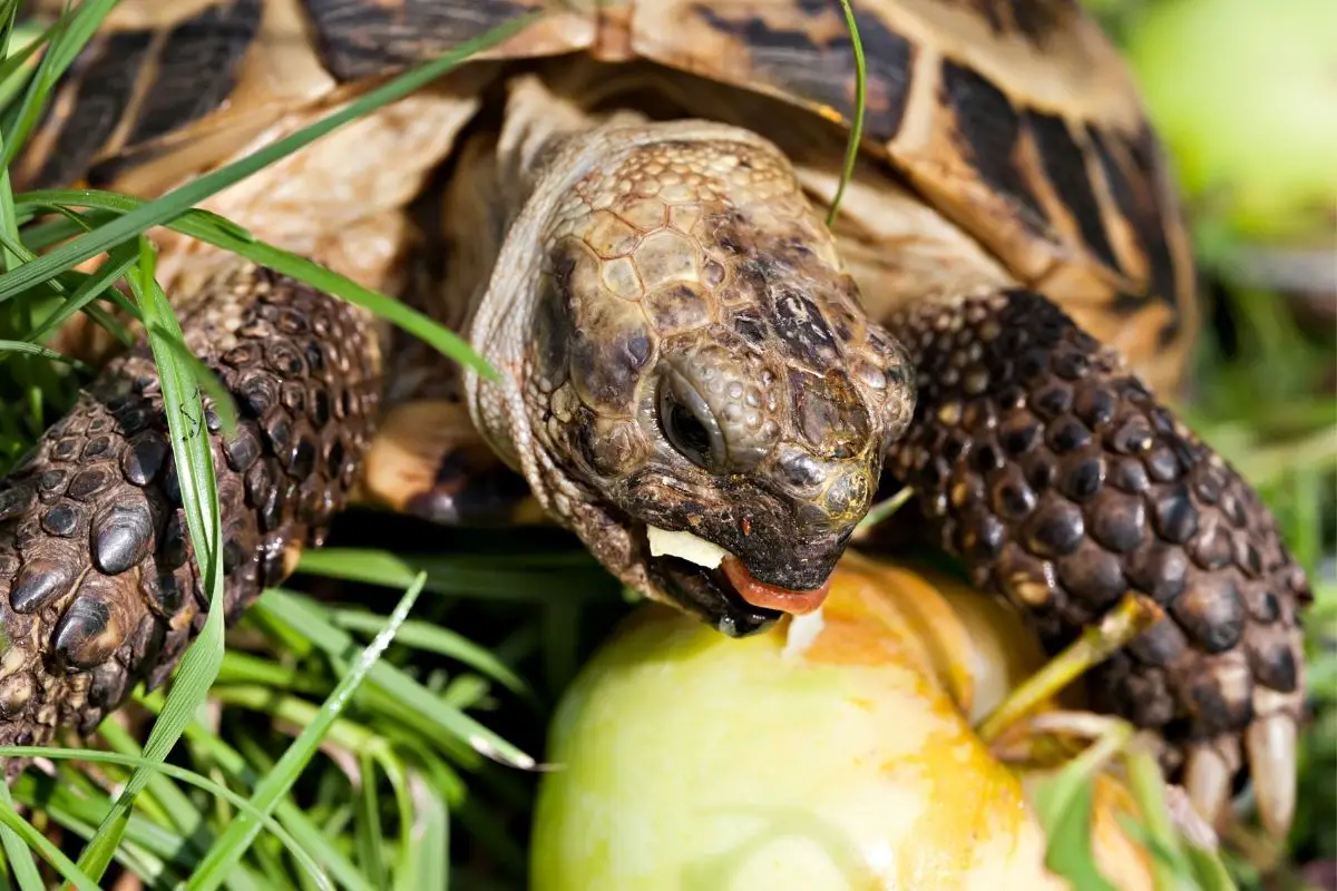 Turtle eating apple in the grass