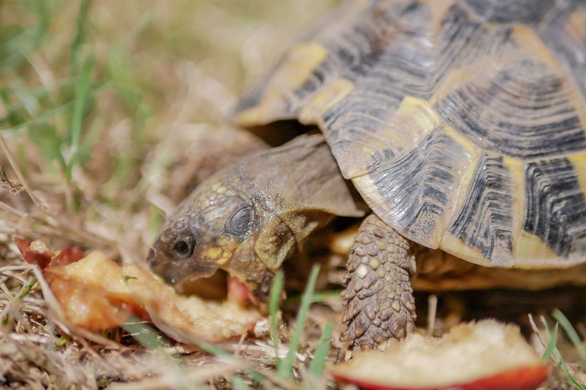 Tortoise eating apple