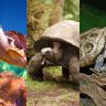 Photo of a turtle, tortoise, and terrapin