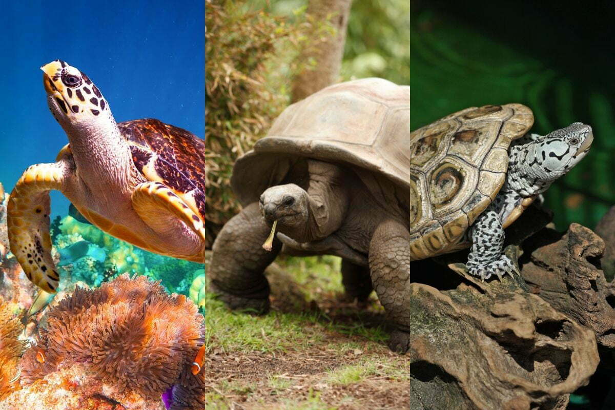 Photo of a turtle, tortoise, and terrapin