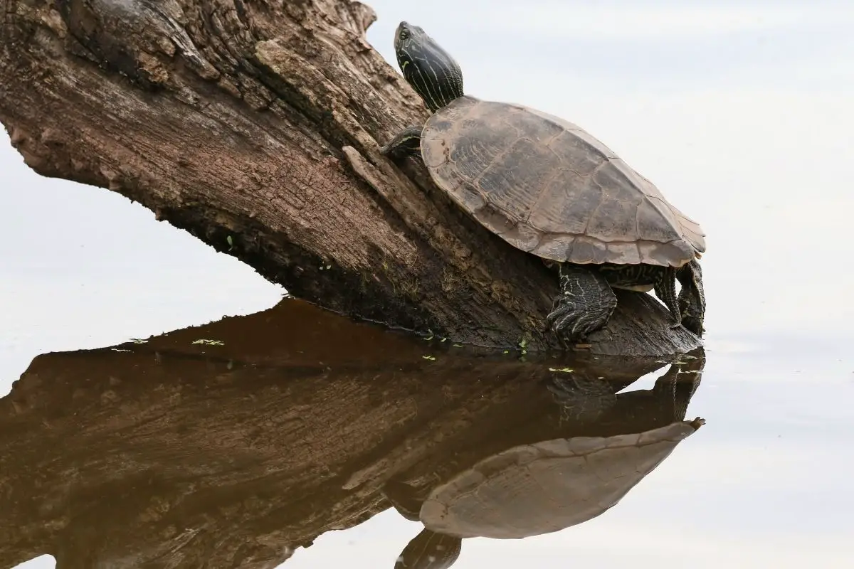 Turtle climbing up a log