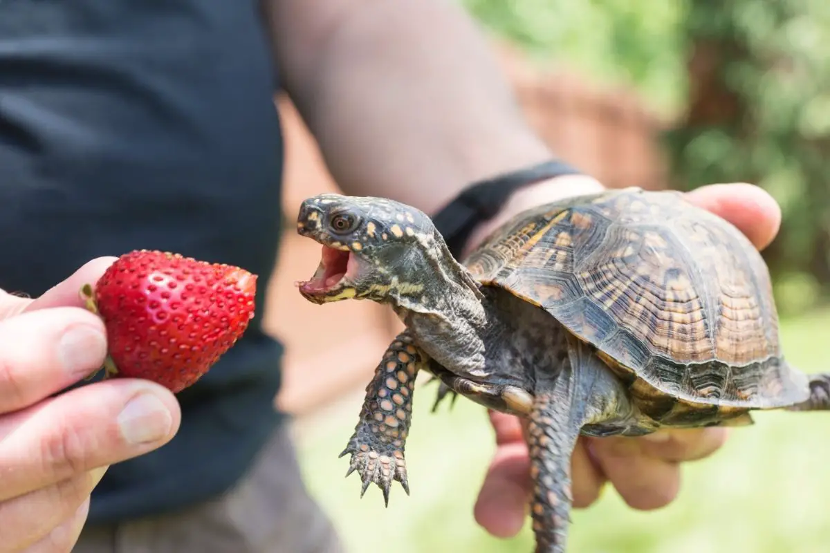 Turtle eating a strawberry