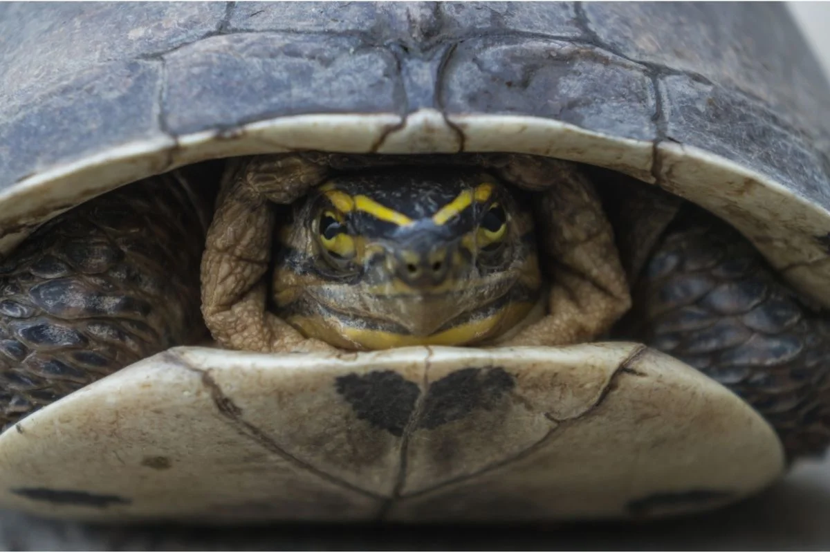 Turtle hiding in its shell