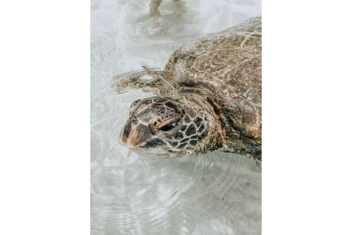 Turtle in cold water