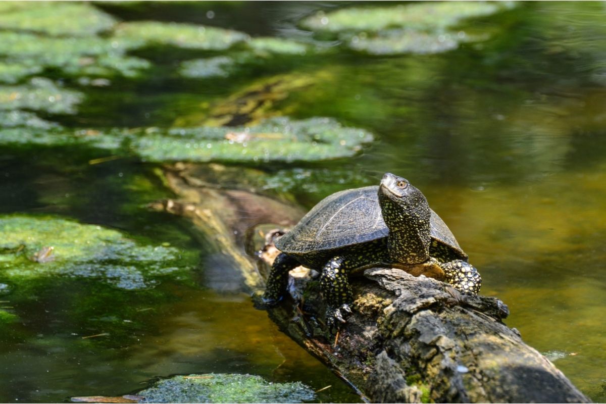 Turtle on a log