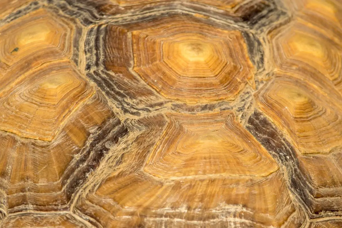 Turtle scales