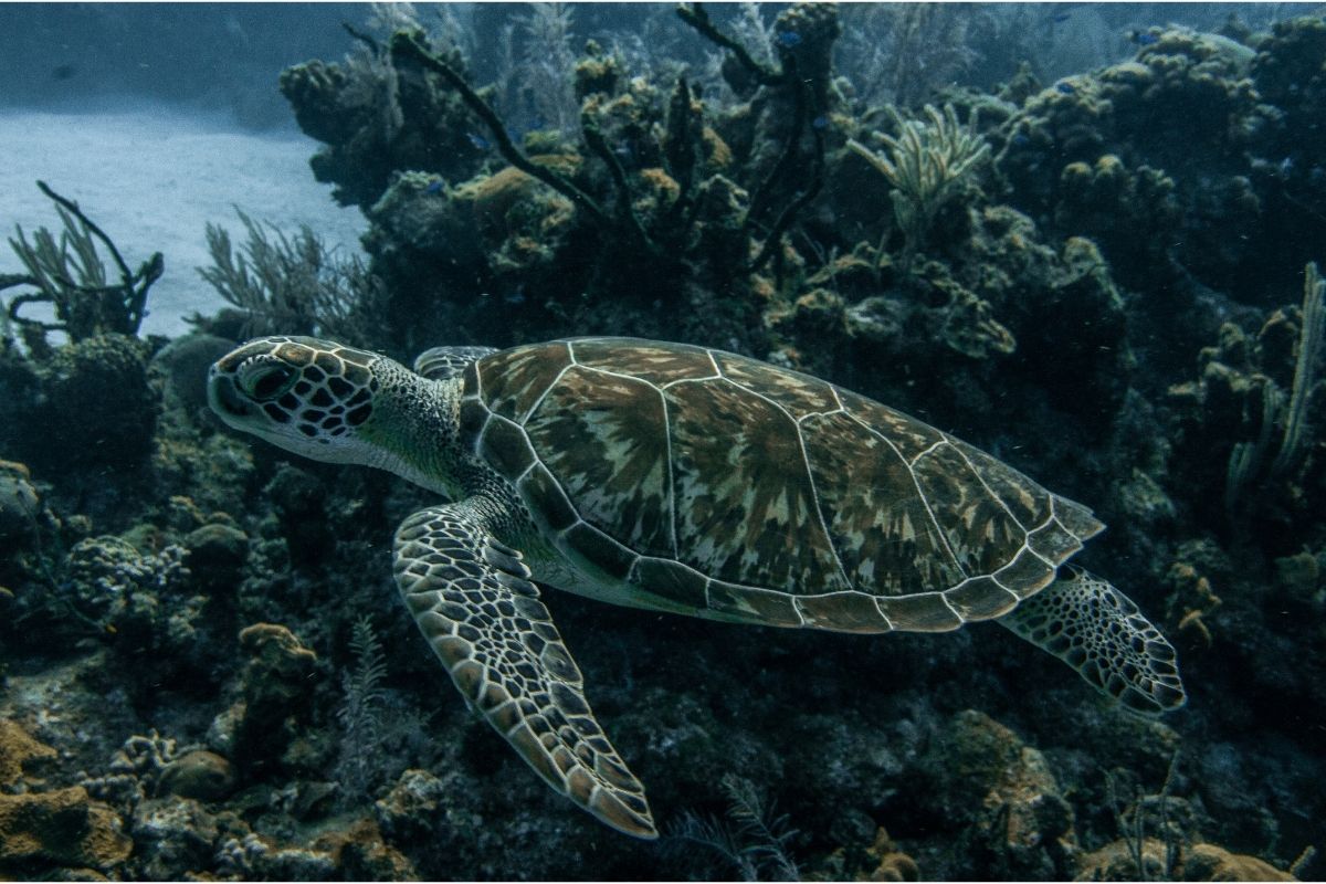 Turtle underwater