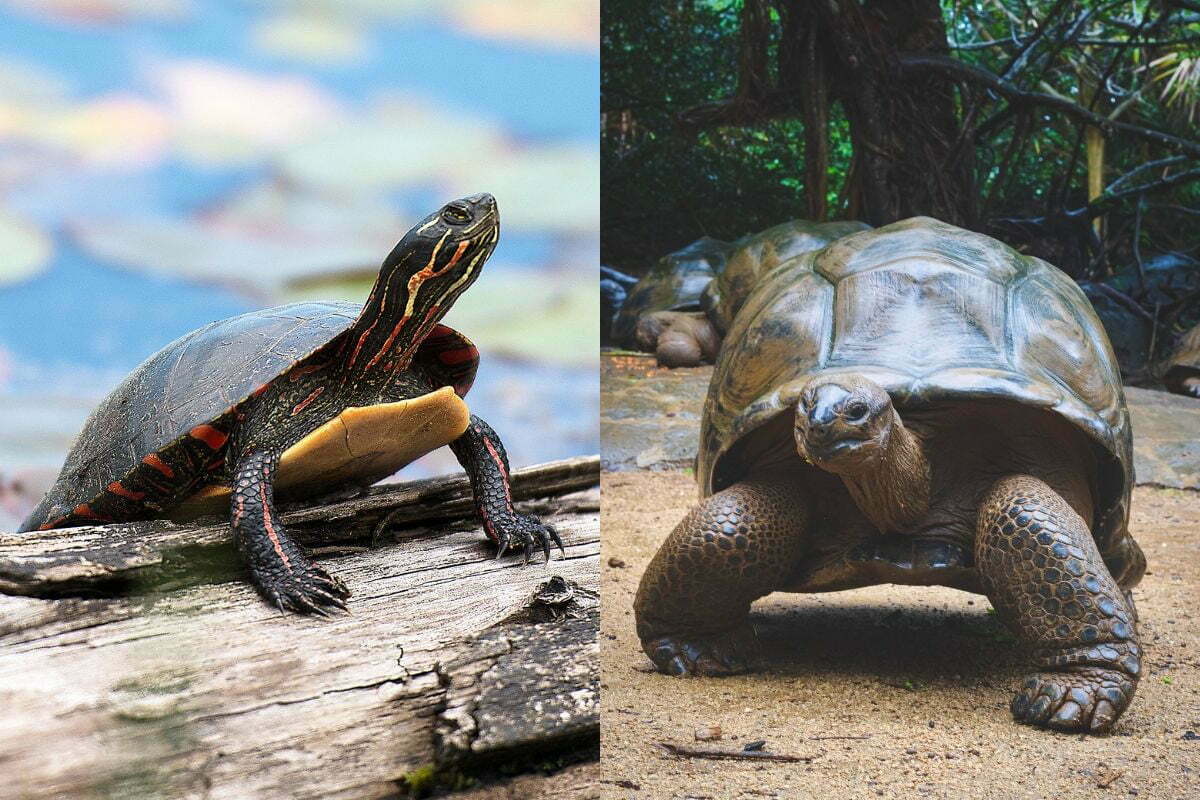 photo of a turtle and a tortoise