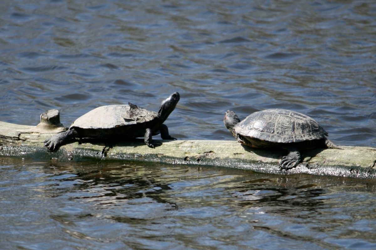 Two turtles facing each other