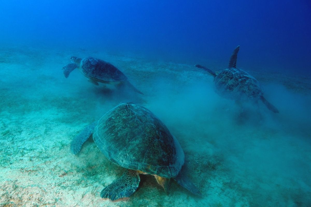 Three green sea turtle eating underwater