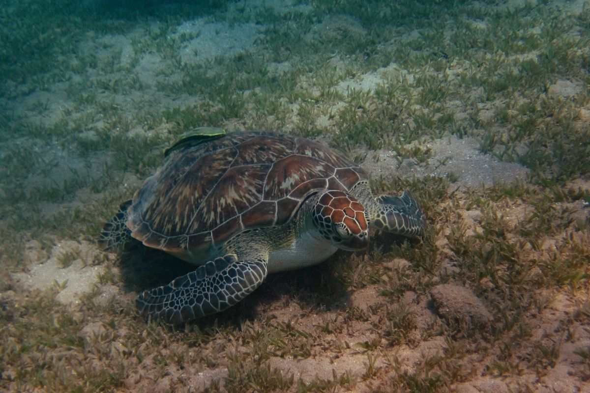 Turtle swimming in the water