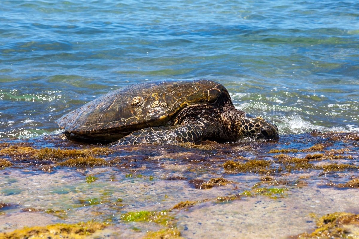 Turtle at the shore