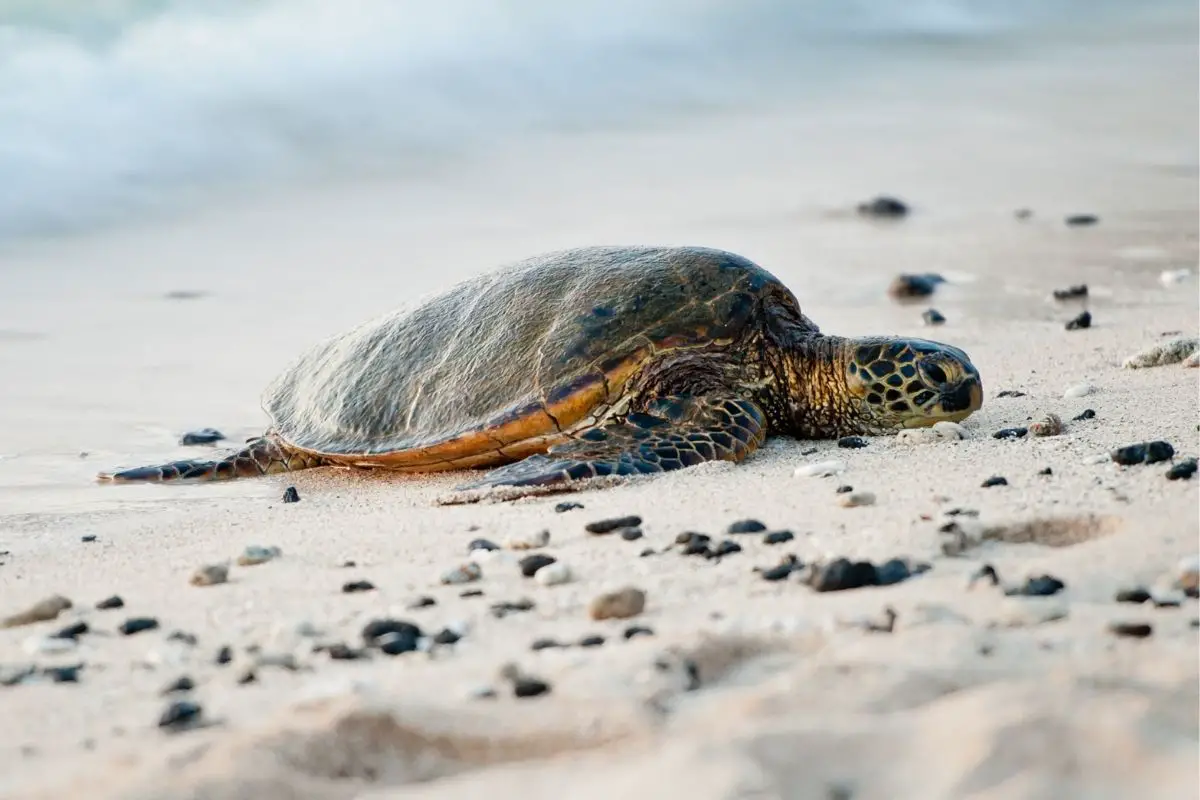Sea turtle laying on the beach