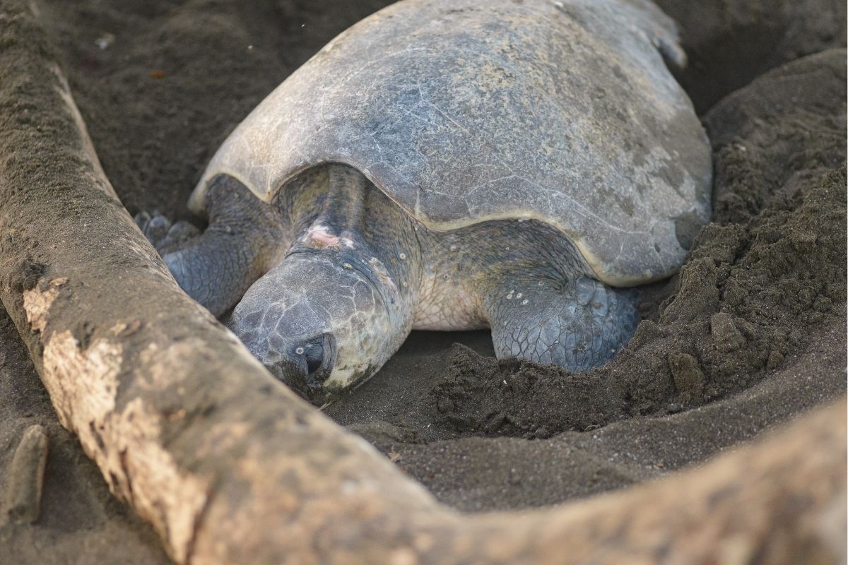 Turtles hiding