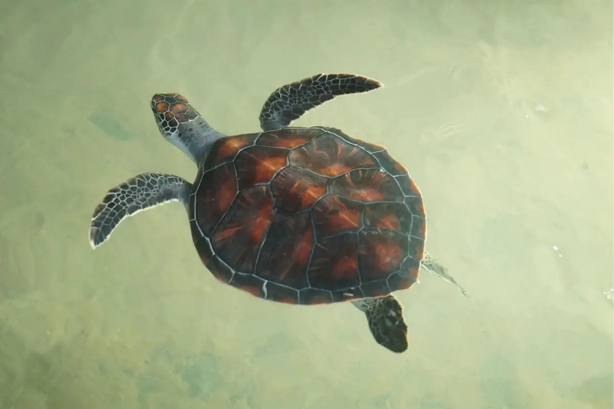Tortoise floating