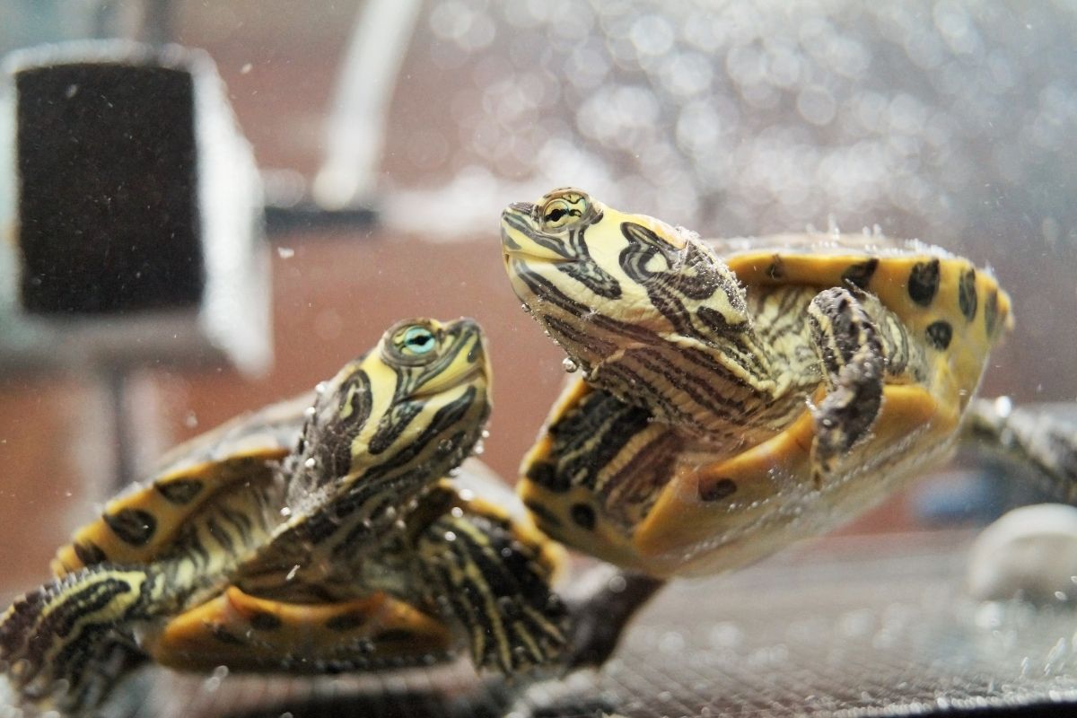 Two turtle in the tank