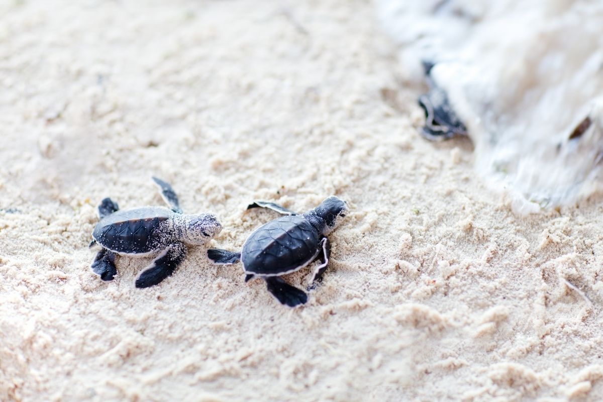 2 baby turtles on sand going to the beach