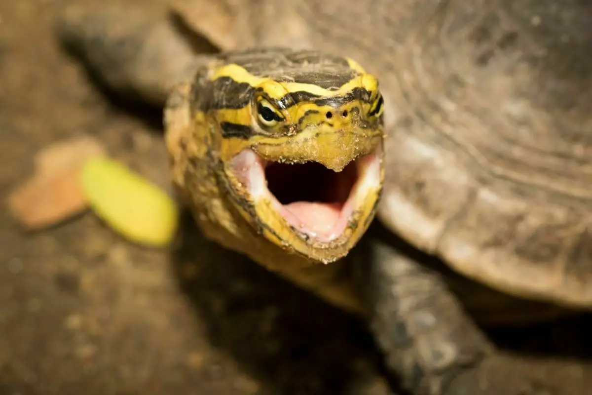 close up picture of turtle mouth