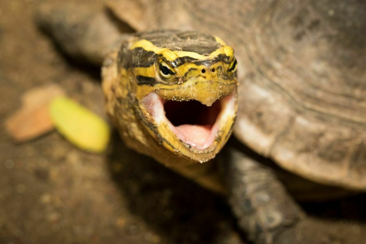 Close up picture of turtle mouth