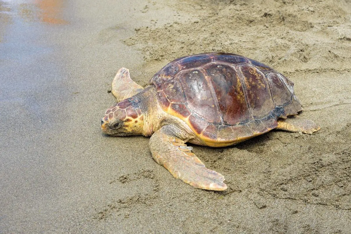 Loggerhead sea turtle back in the sea