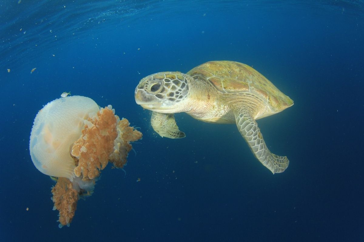 Turtle approaching jellyfish