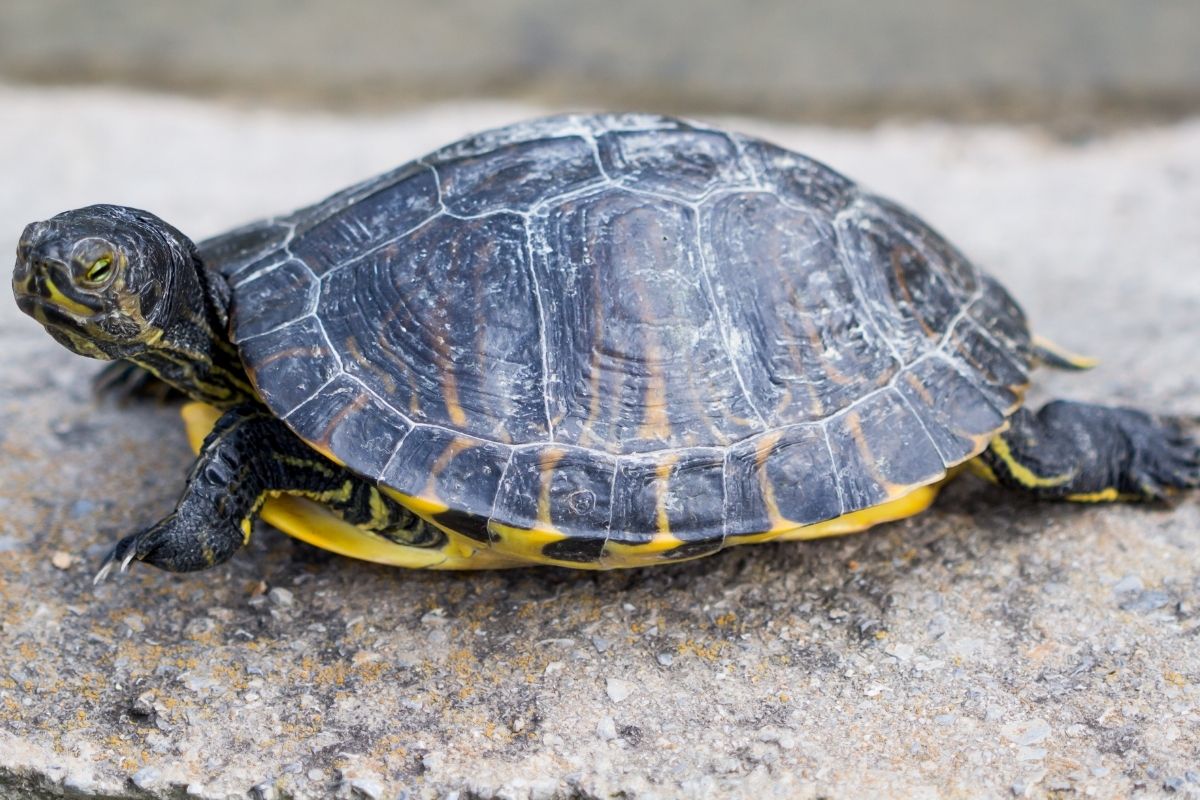 Turtle on the stone