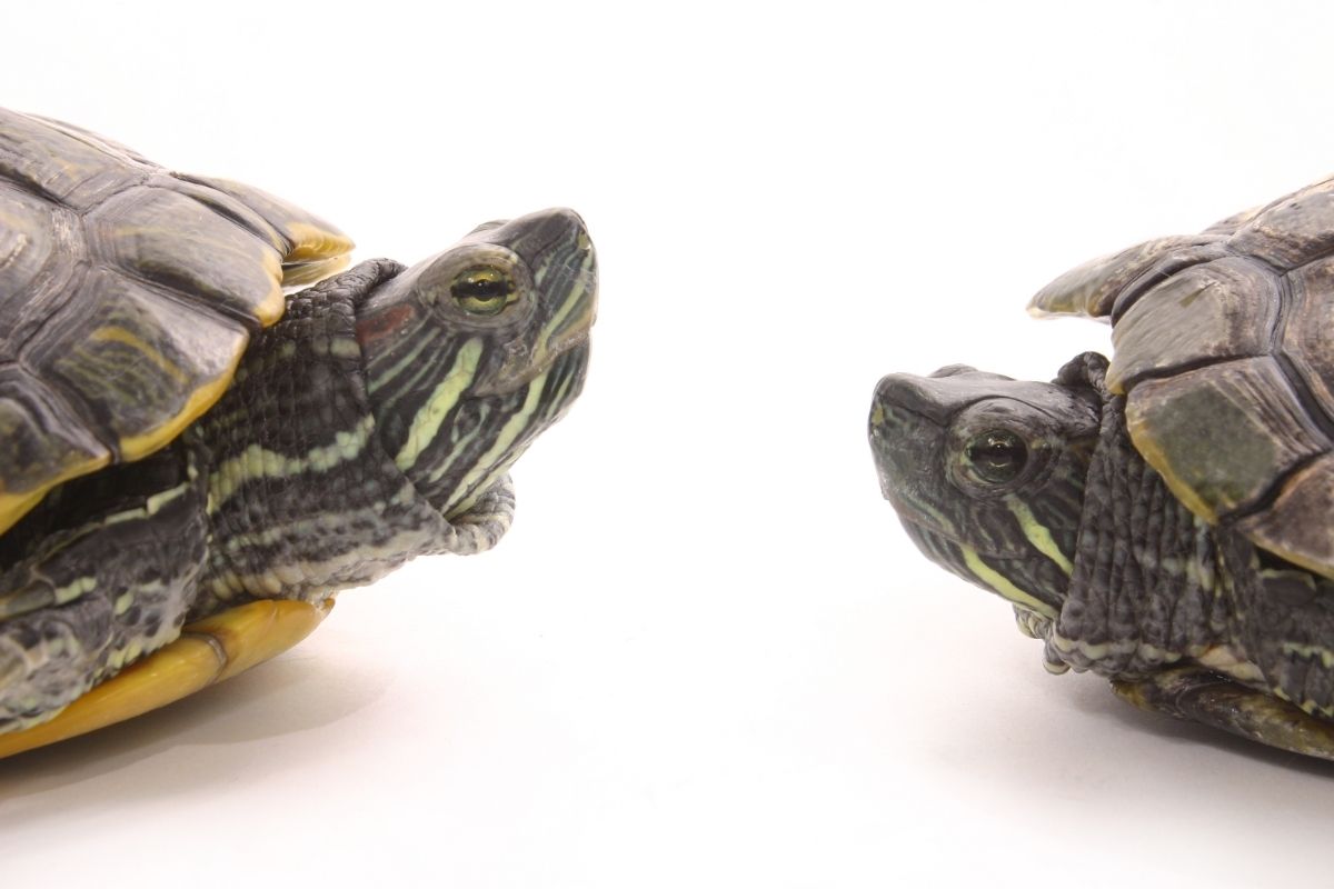 Turtles communicating