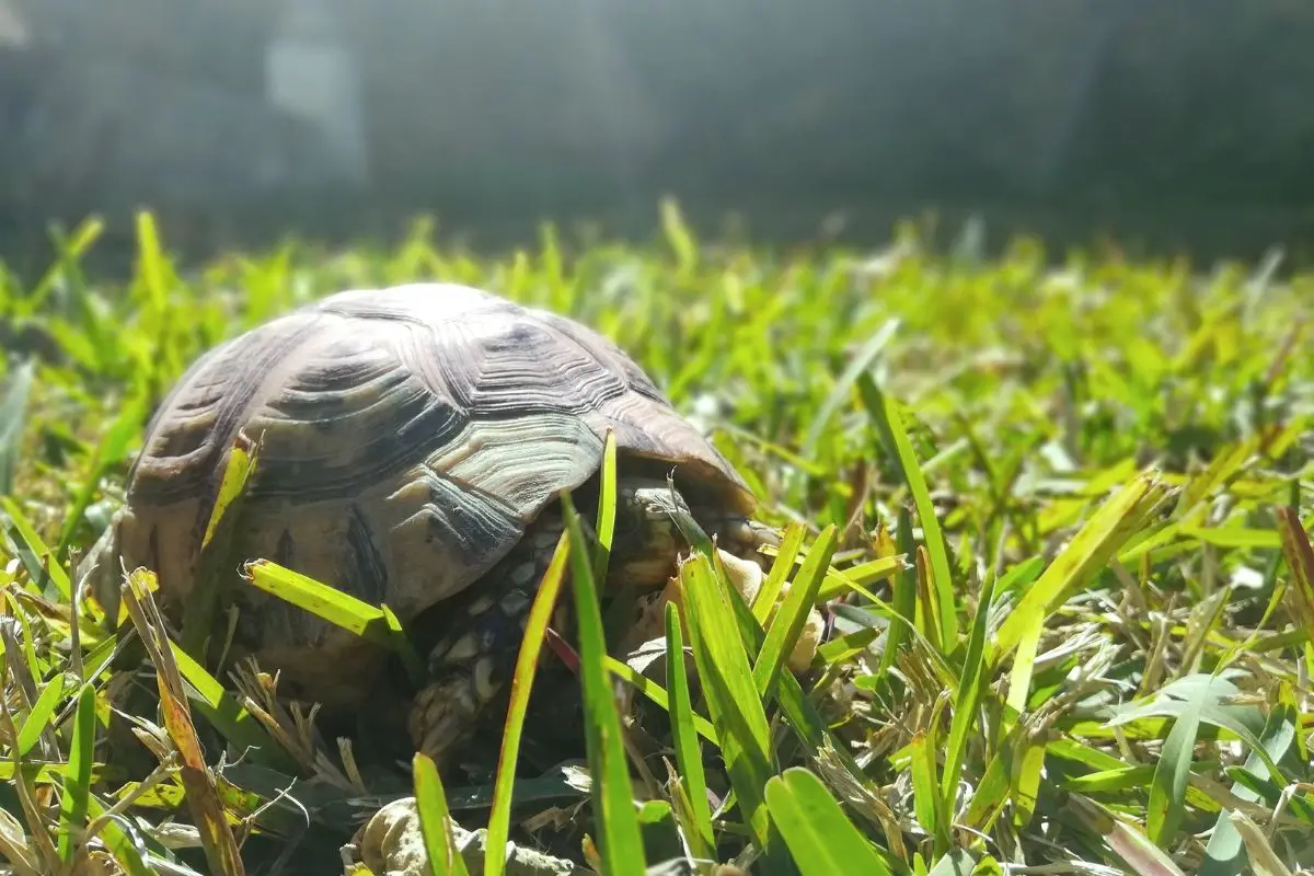 Turtle's end of hibernation