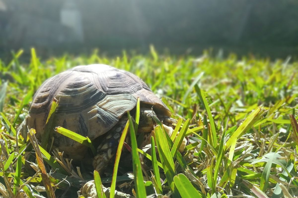 do pet turtles hibernate